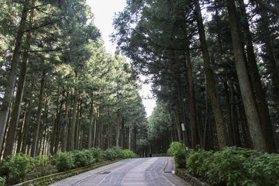 Road amidst trees in forest