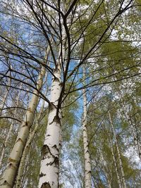 Low angle view of trees against sky