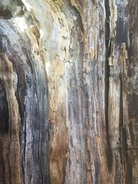 Close-up of tree trunk