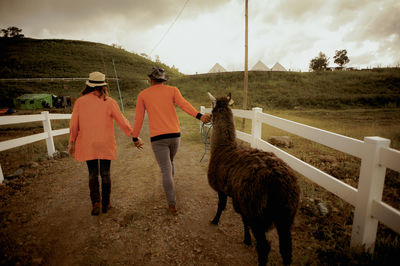 Rear view of couple with llama walking in farm