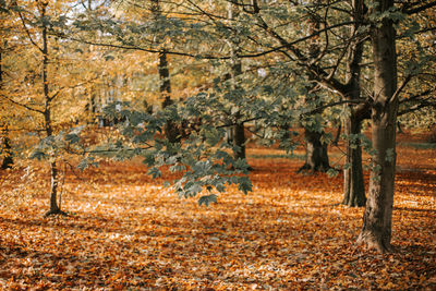 Trees in forest during autumn