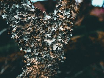 Close-up of snow on tree trunk