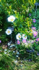 High angle view of flowering plant