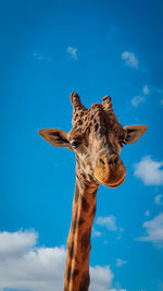 Low angle view of giraffe against blue sky