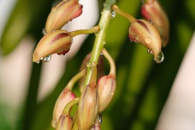 Close-up of wet flower buds