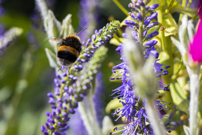 Close-up of bee pollinating on lavender