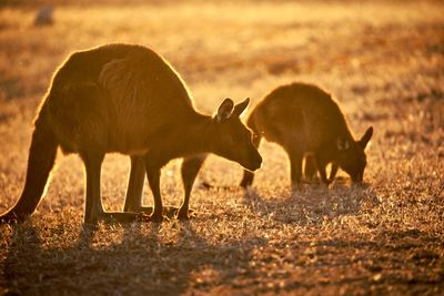 Kangaroos in a field