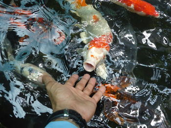 High angle view of hand fish swimming in lake