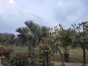 Palm trees growing on field against sky