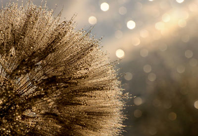 Close-up of wet dandelion seed