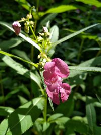 Close-up of water drops on pink flower blooming outdoors