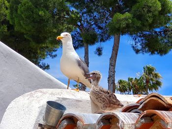 Seagull perching on retaining wall