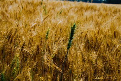 Close-up of wheat field