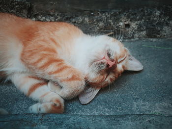 High angle view of cat sleeping on footpath