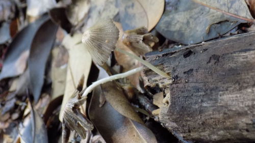 Close up of leaves