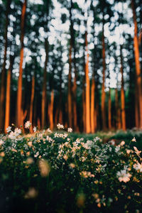 View of flowering plants in forest