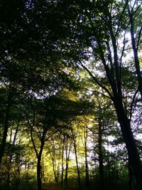 Low angle view of trees against sky