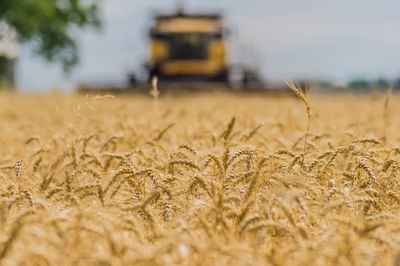 Surface level of wheat field