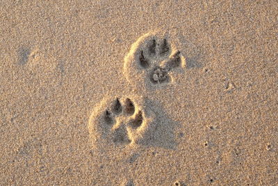 High angle view of footprints on sand