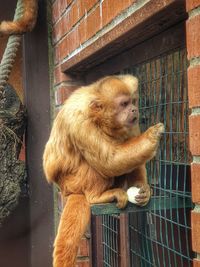 Monkey sitting in cage