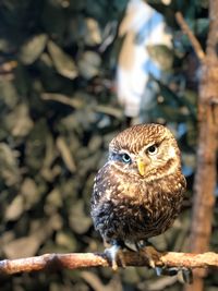 Close-up of owl perching on tree