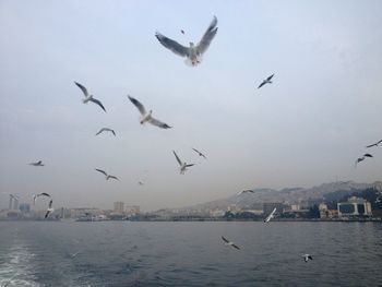 Seagull flying over city