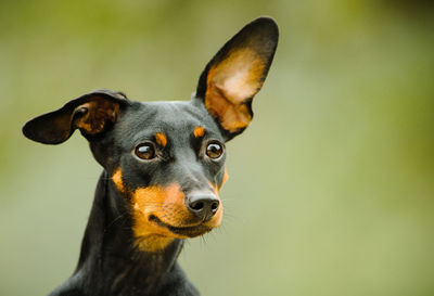 Close-up of miniature pinscher