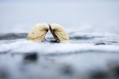 Close-up of seashells on snow