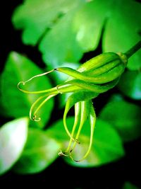 Close-up of insect on leaf