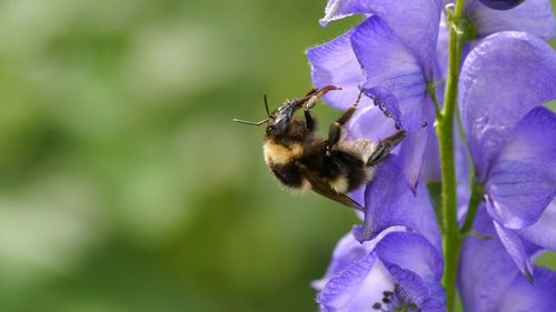 Close-up of bumblebee on purple flowers