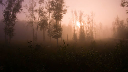 Trees in forest during foggy weather