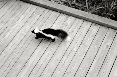 High angle view of a dog on wooden floor