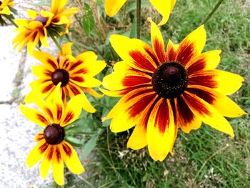 Yellow flowers blooming outdoors