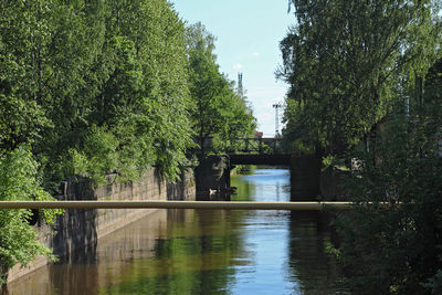 Trees by pond