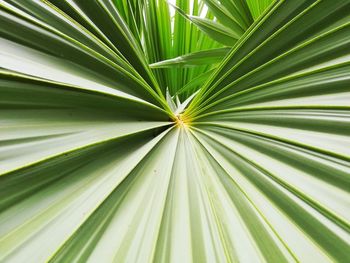 Full frame shot of palm leaves