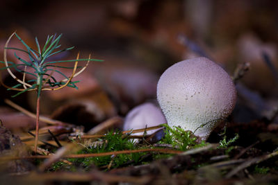 Close-up of mushroom growing on field