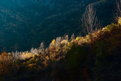 Plants growing in forest during autumn