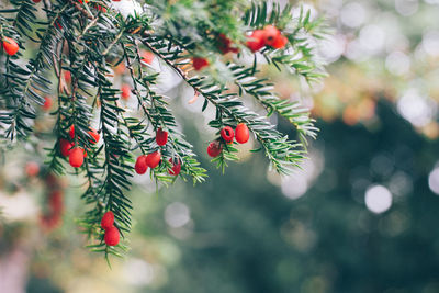 Close-up of red berries growing on tree