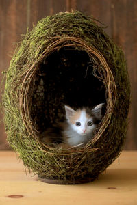 Close-up of cat in basket