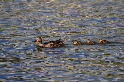 Ducks swimming in lake