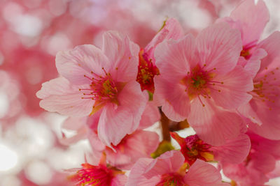 Close-up of pink cherry blossom