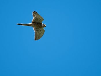 Low angle view of seagull flying against clear blue sky