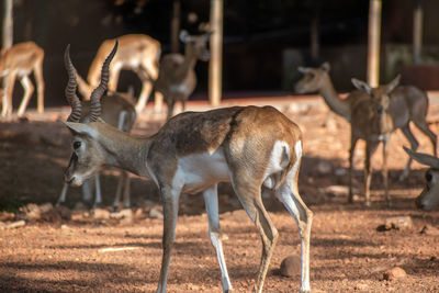Close up shot blackbuck deer vandalur zoo in chennai tamil nadu india