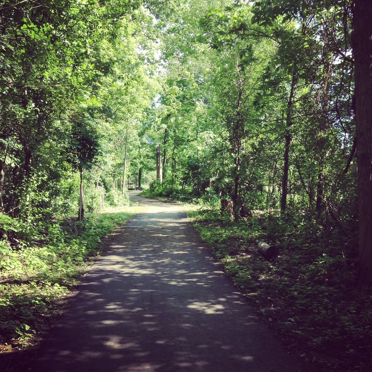 the way forward, tree, diminishing perspective, vanishing point, tranquility, growth, forest, nature, footpath, tranquil scene, green color, dirt road, beauty in nature, treelined, pathway, narrow, branch, transportation, road, tree trunk