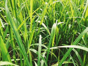 Close-up of grass growing on field