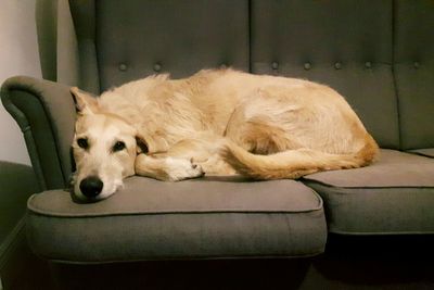 Close-up of dog sleeping on sofa