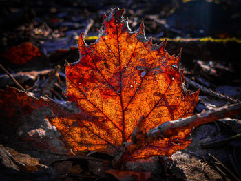 Close-up of dry maple leaves on tree