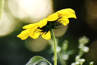 Close-up of yellow flower on plant