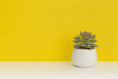 Succulents in a pots on yellow background.