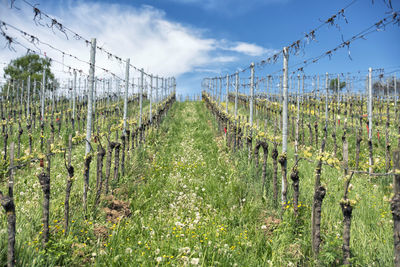 View of vineyard against sky